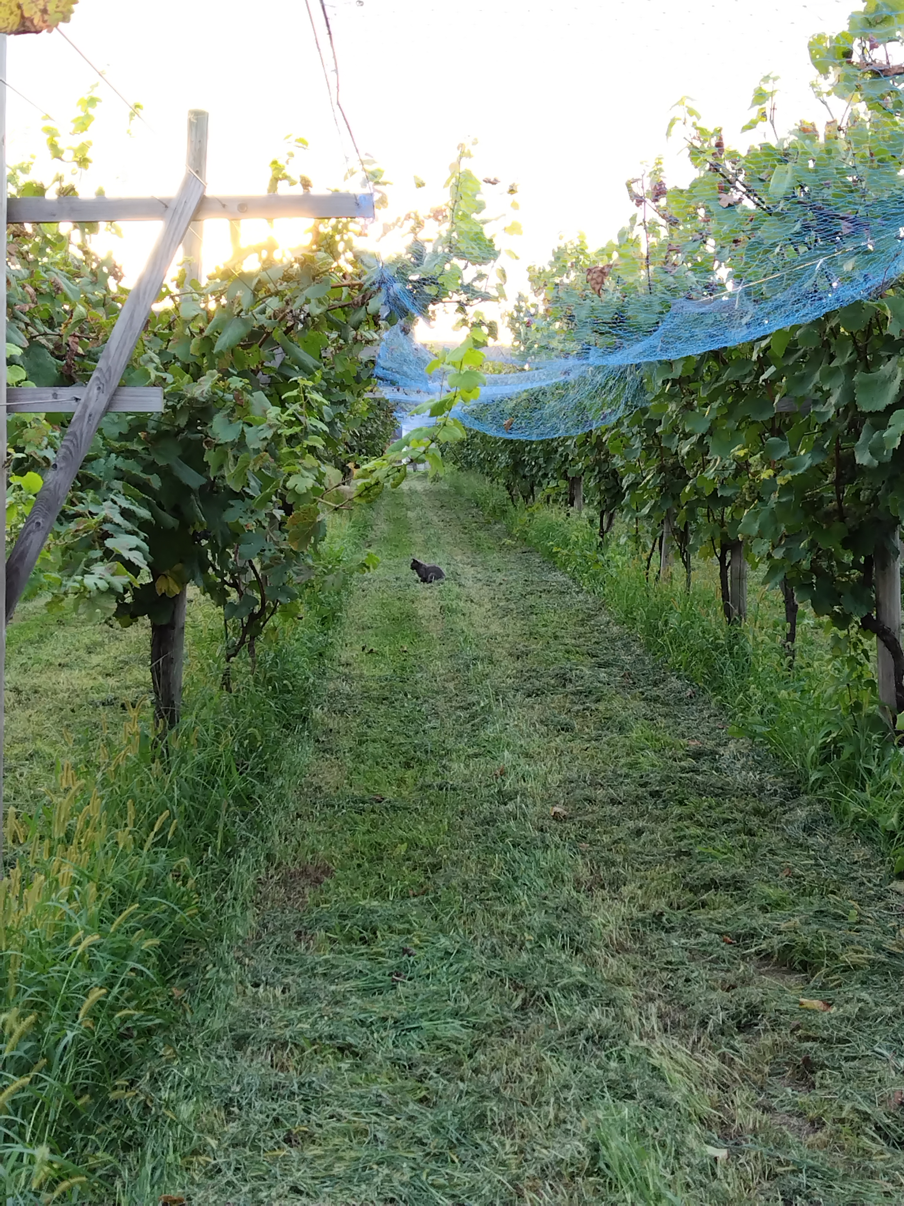 ワイナリーのはたけ