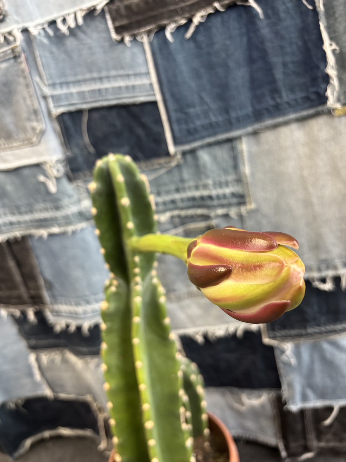 2026.6/25 ☔️ 小さい方の柱サボテン🌵🤠