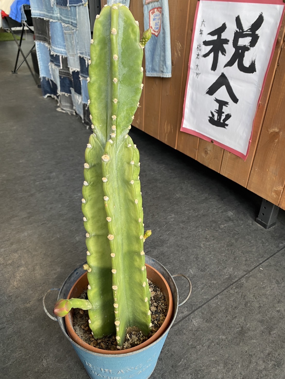2024.8/26 🌞 今週は台風10号に警戒⚠️サボテンで癒しを🌵🤠