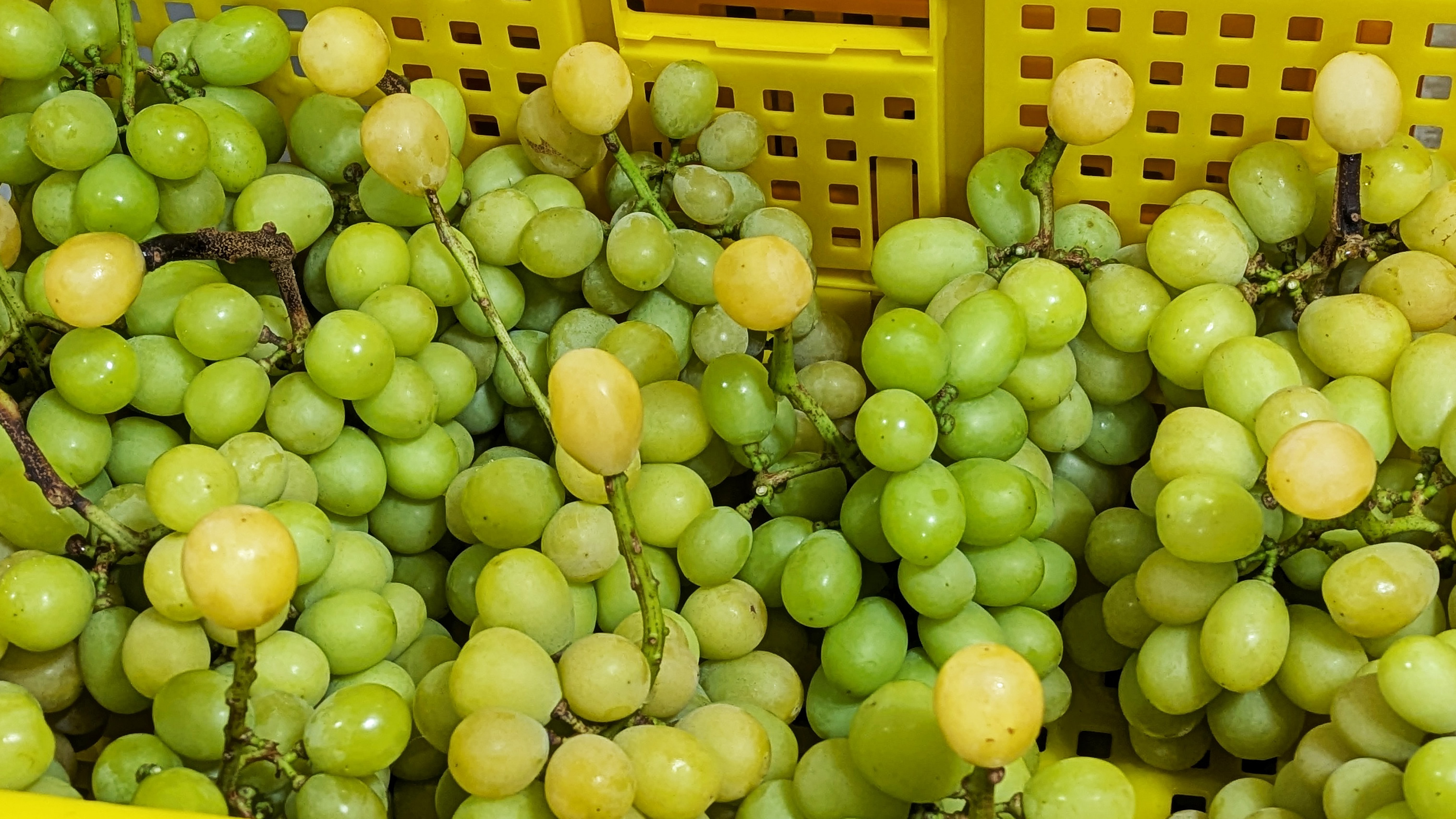 【テレビ出演のお知らせ】1/14(水) テレビ東京『ちょっとバカりハカってみた！』に出演します