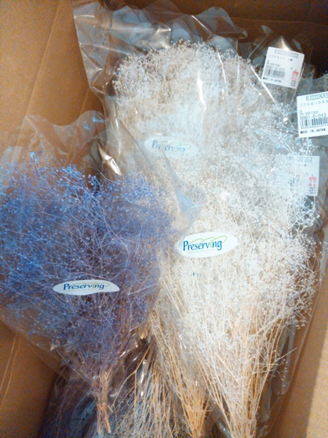 大地農園「ソフトミニカスミ草」再入荷しました（4色）
