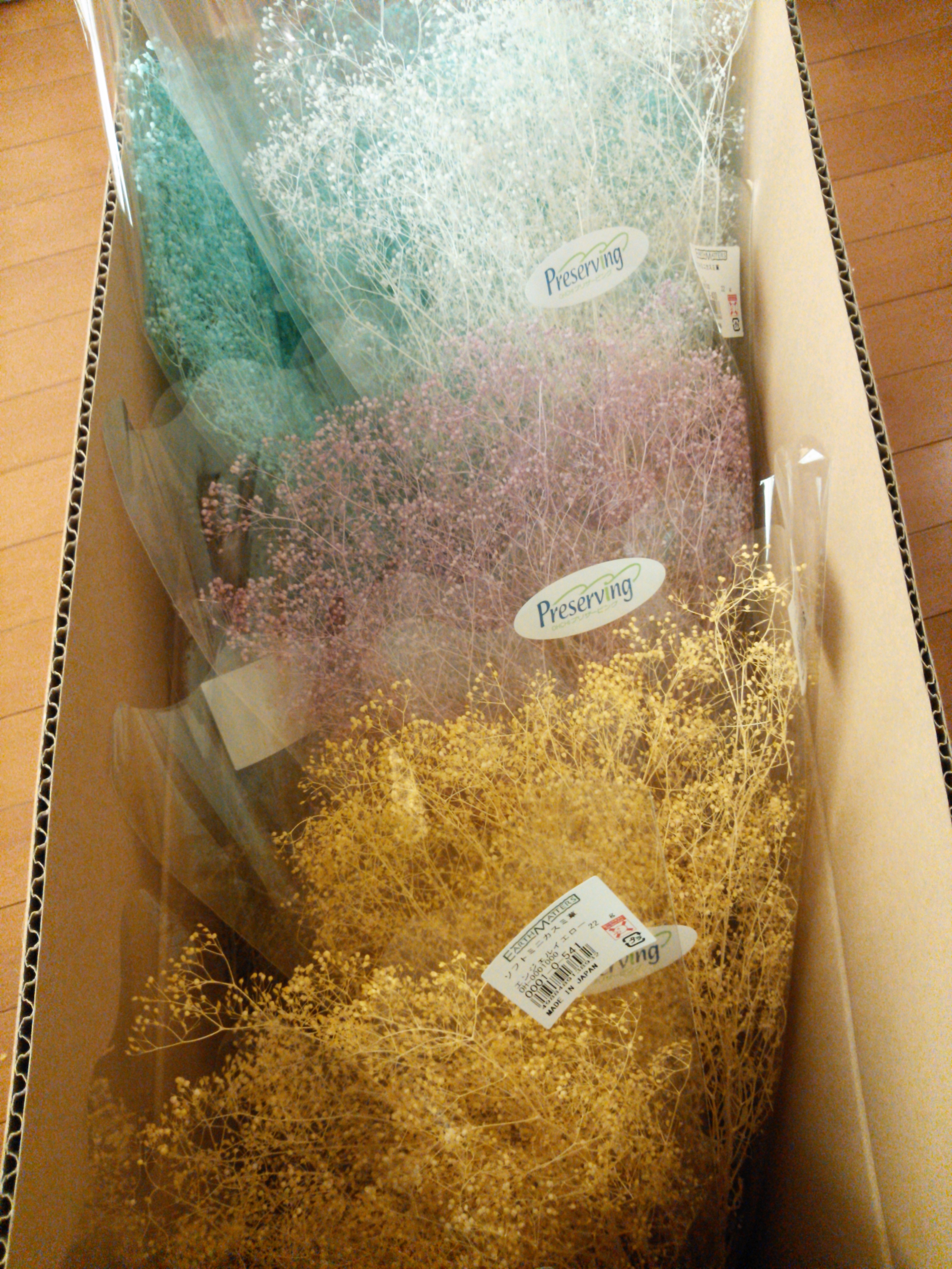 Feb24 「大地農園」ソフトミニカスミ草、納品が届きました
