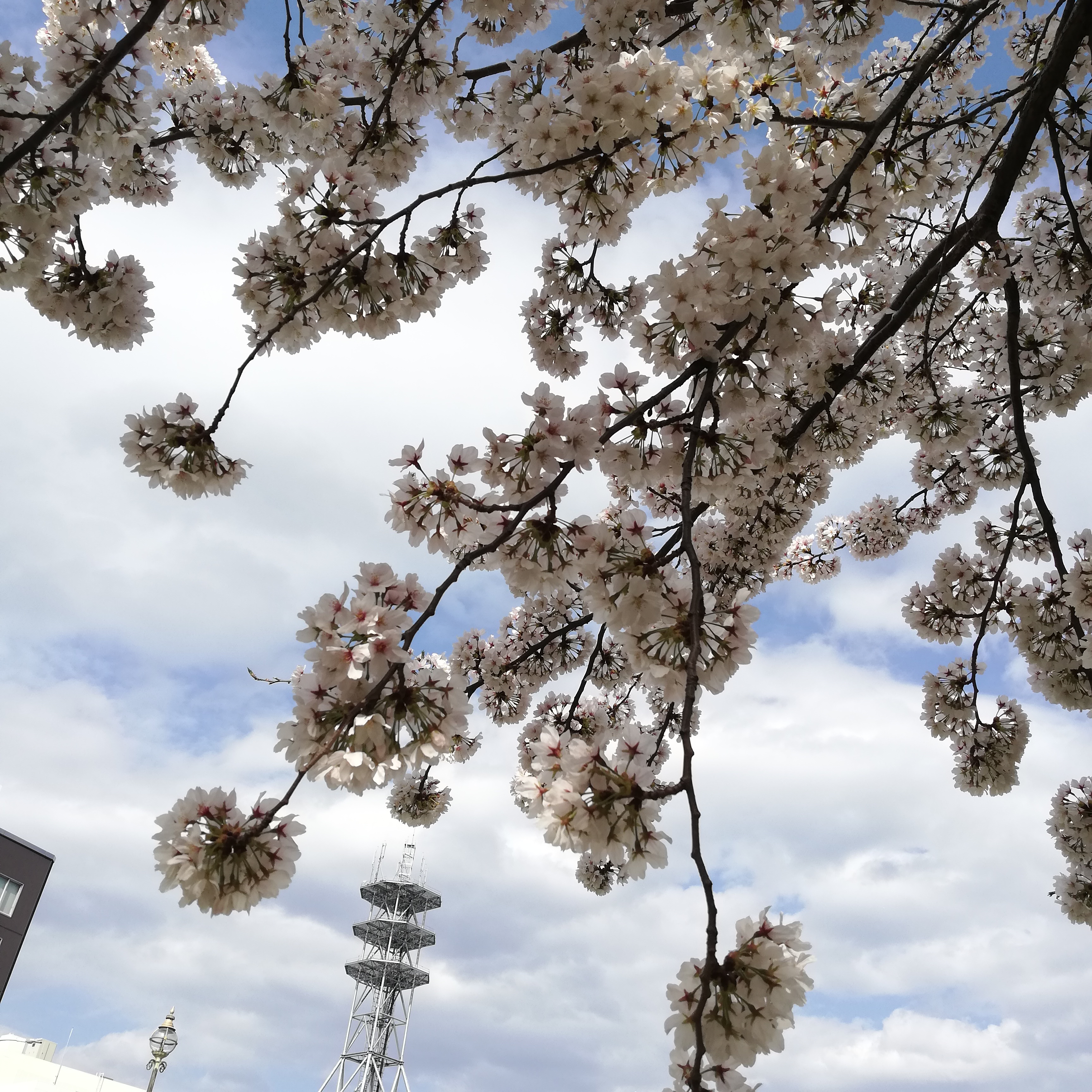 ♯４１ 桜