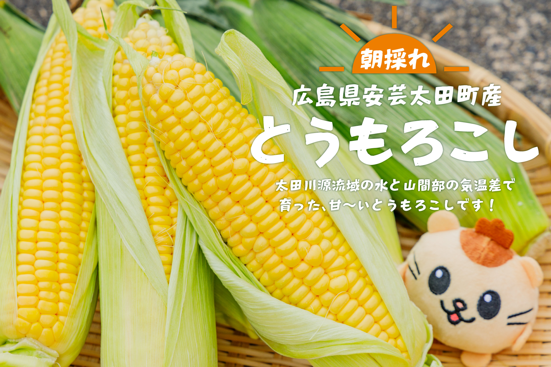 ＜大人気＞朝採れとうもろこし順次予約開始！