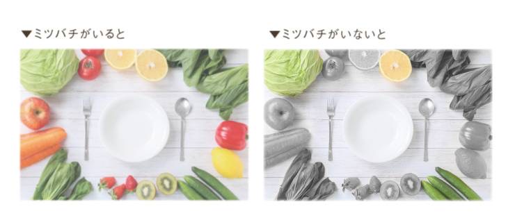 いちごもコーヒーもチョコレートも、蜜蜂がいなくなると世界はどうなるのか