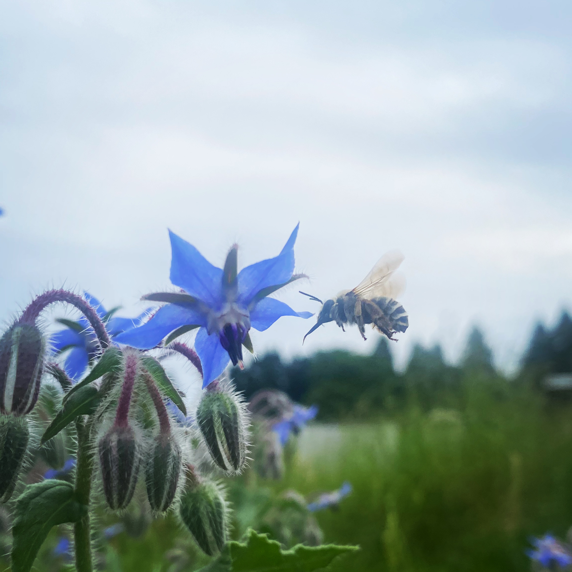 「ひとさじの魔法」毎朝スッキリ！はちみつは最高の腸活サポーター