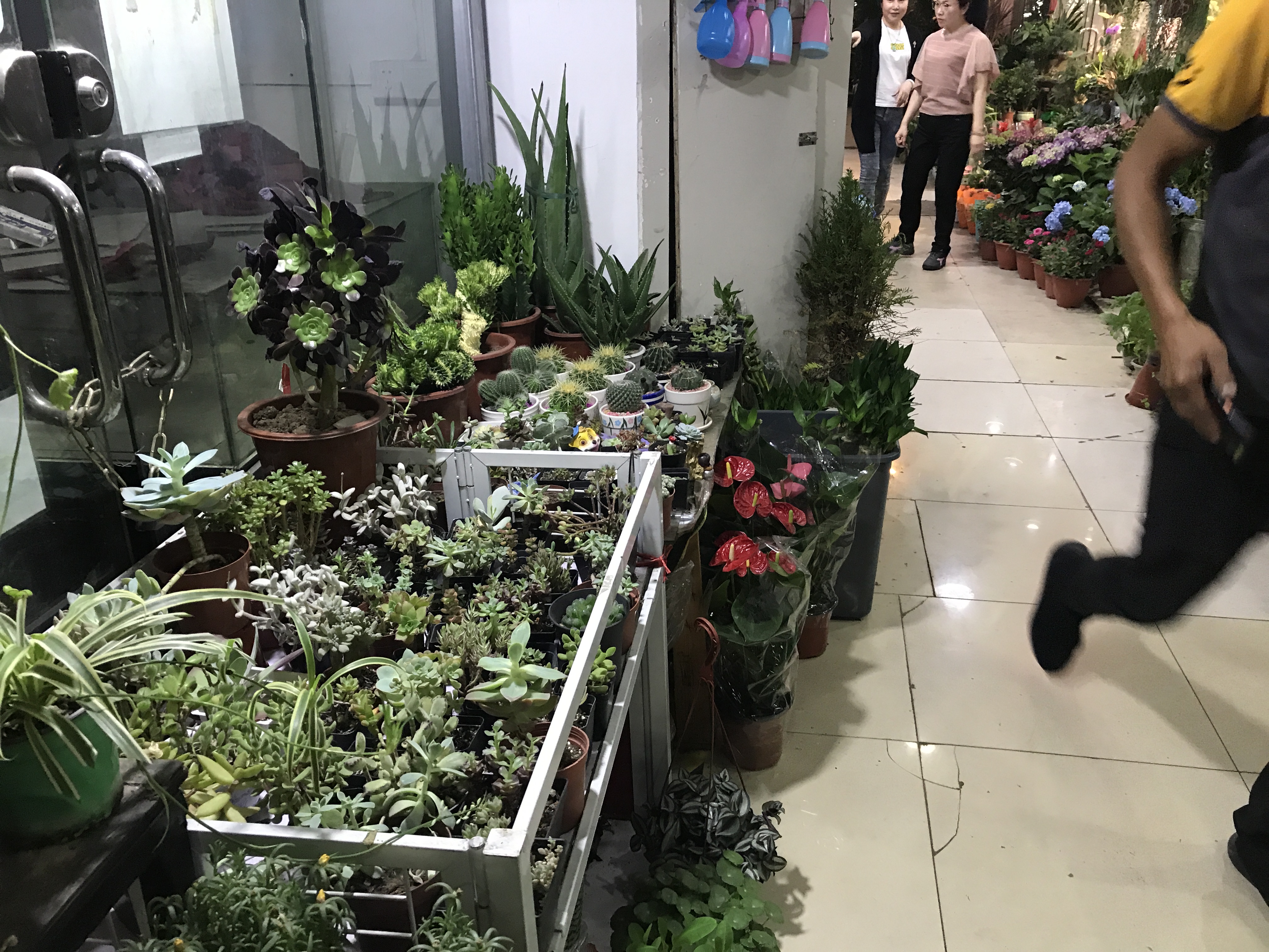 上海多肉視察 ④欣荣市场 ⑤龙华古玩城花卉市场