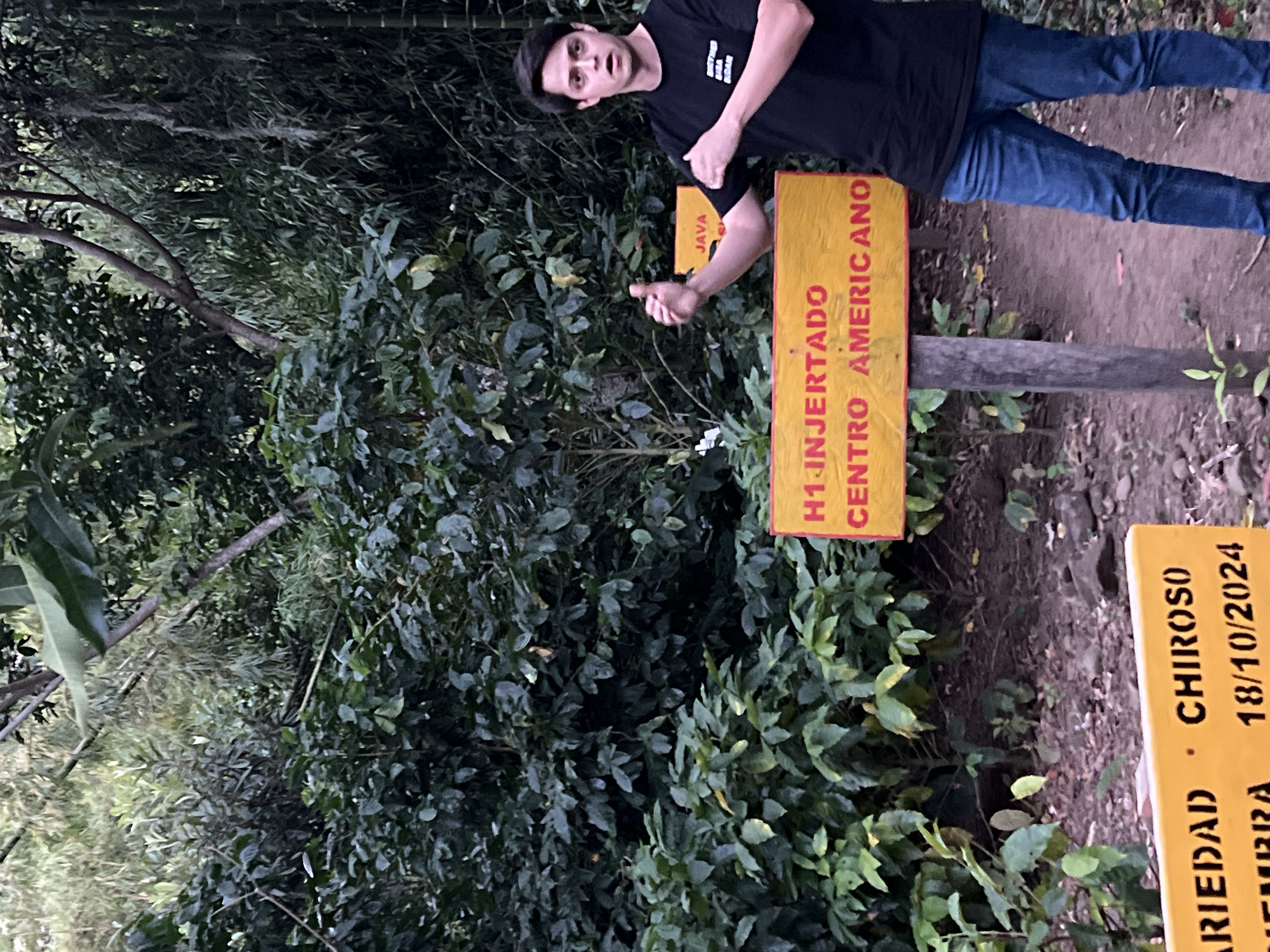 【2025ニカラグア買付】名門ミエリッヒの傑作「ジャバニカ」