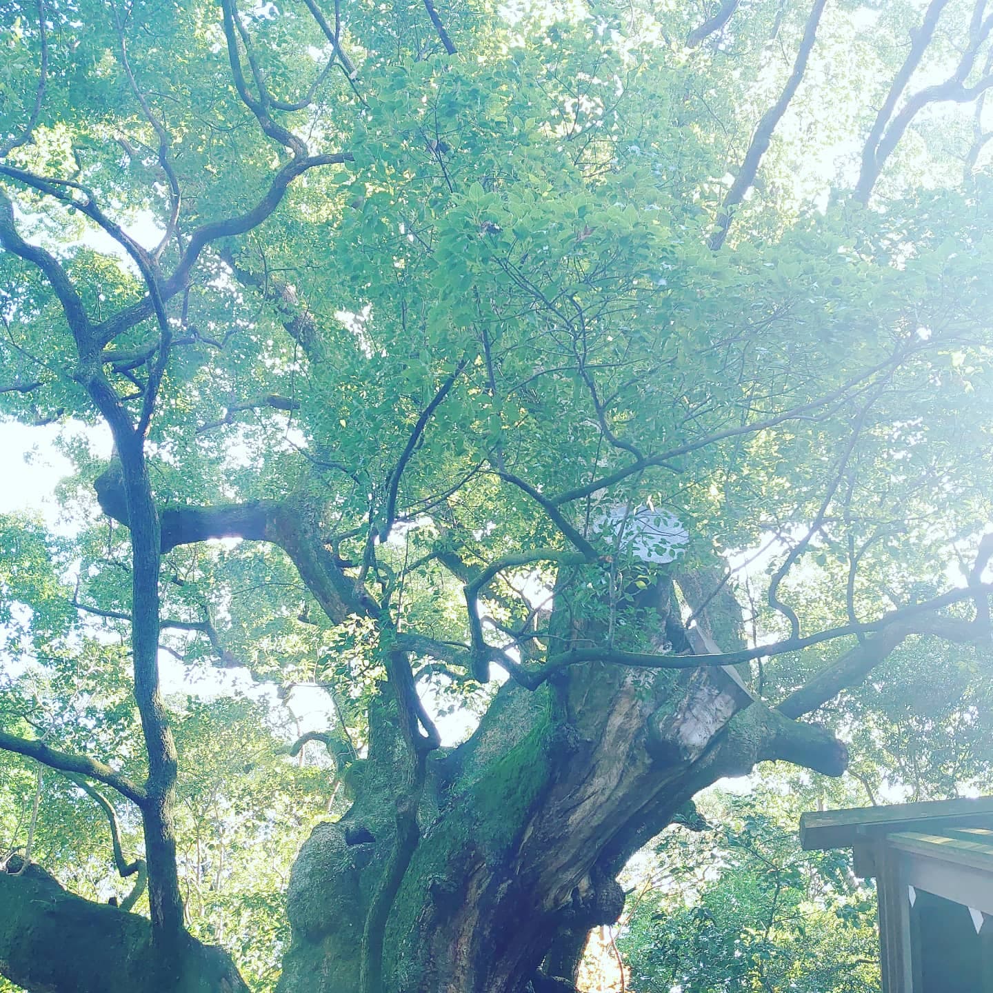 戻りました😌そして「幸先詣」🌄