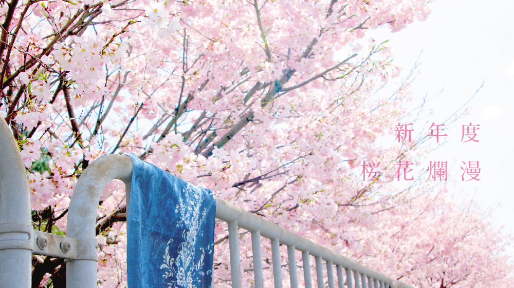 新生年度。新生活。桜花爛漫に！