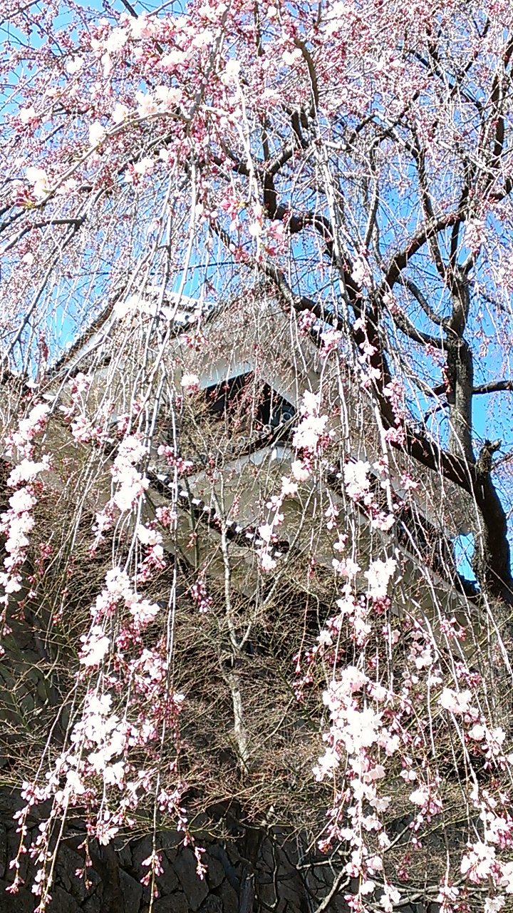 上田にも桜の季節が。