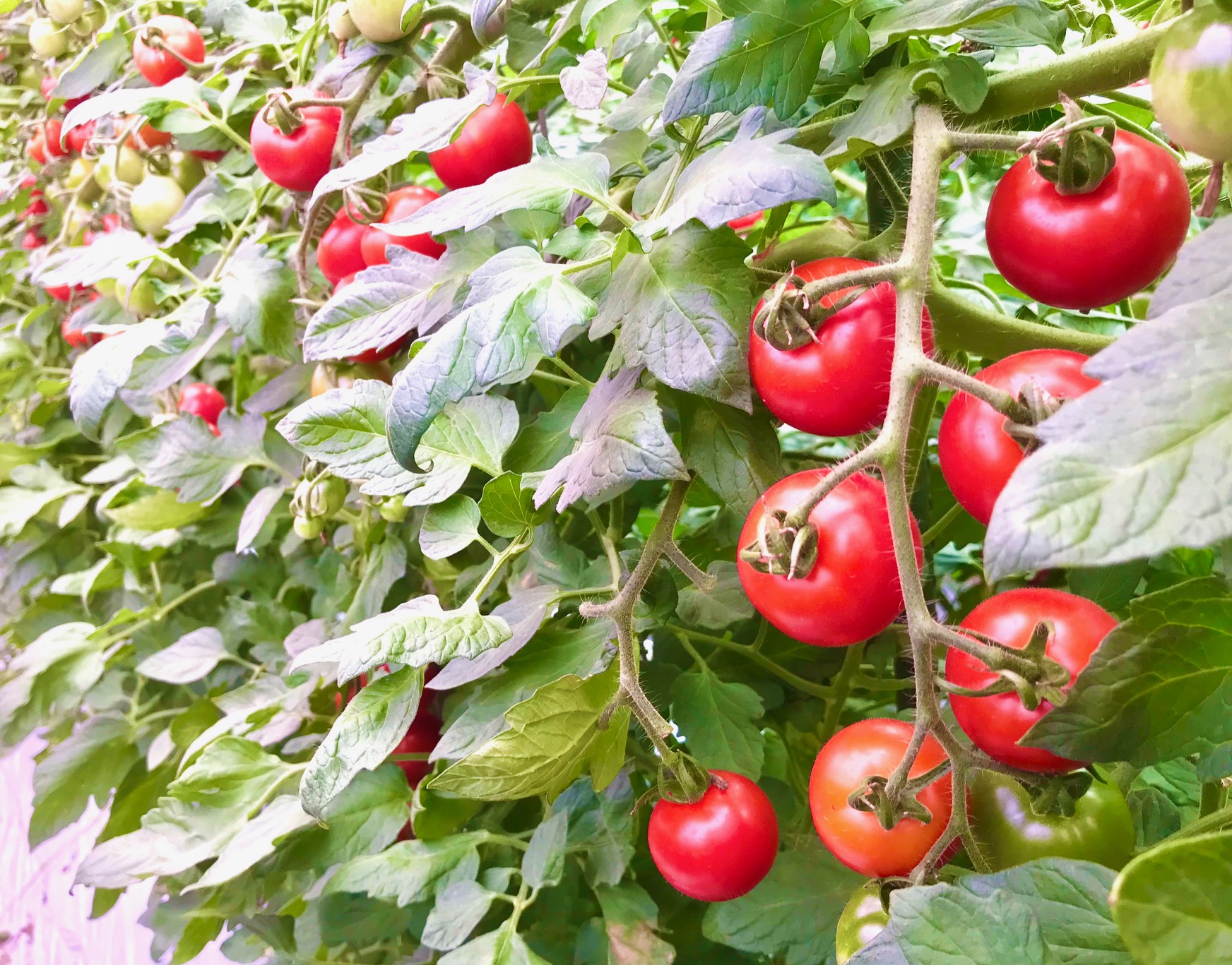 2025年トマト販売、 7/19土曜日10:00~の予定です!