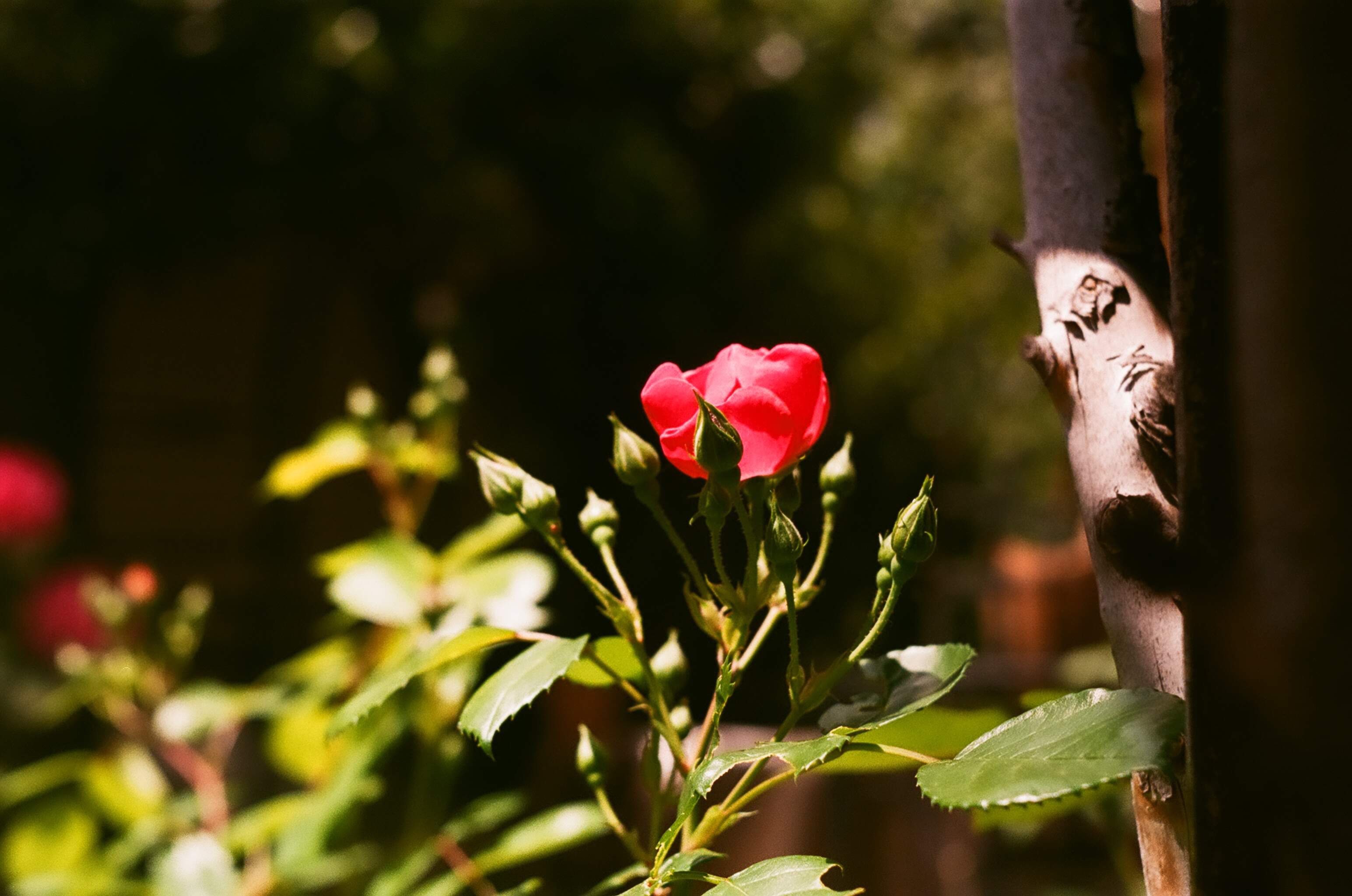 自宅の薔薇