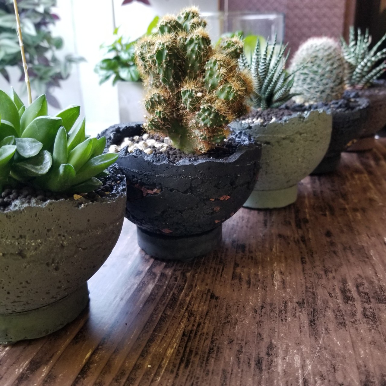 新入荷　多肉植物　サボテン