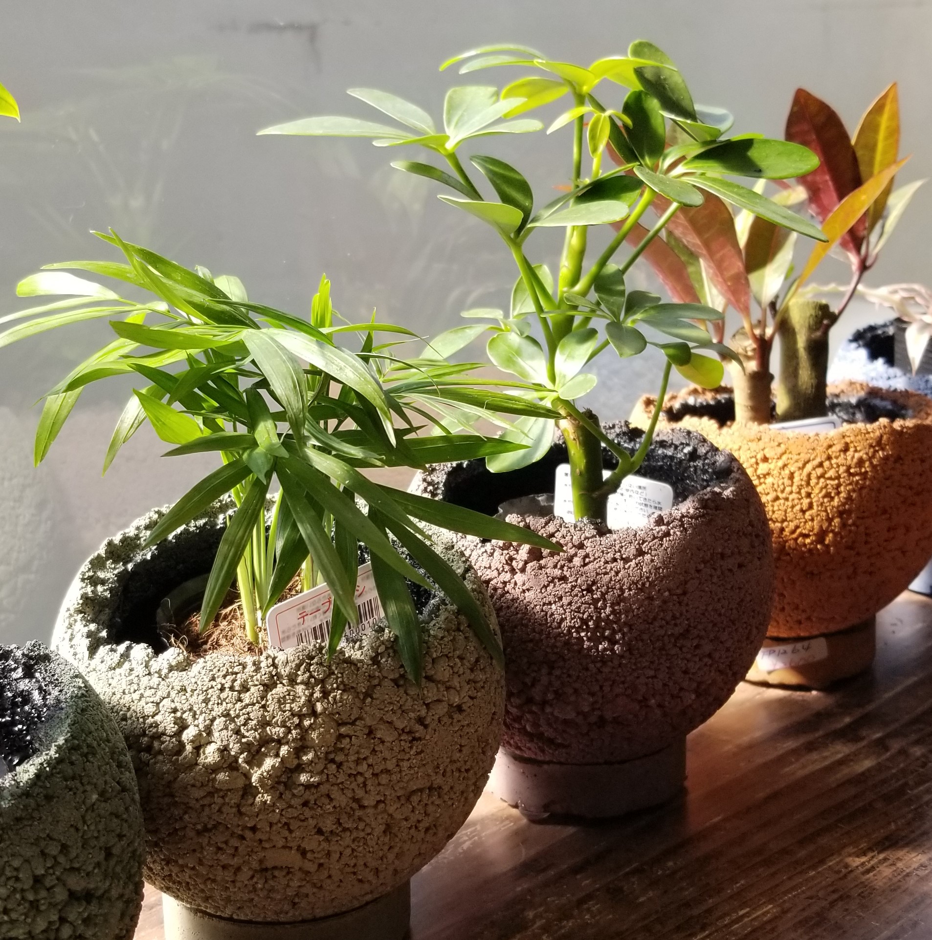 New カラー丸小鉢