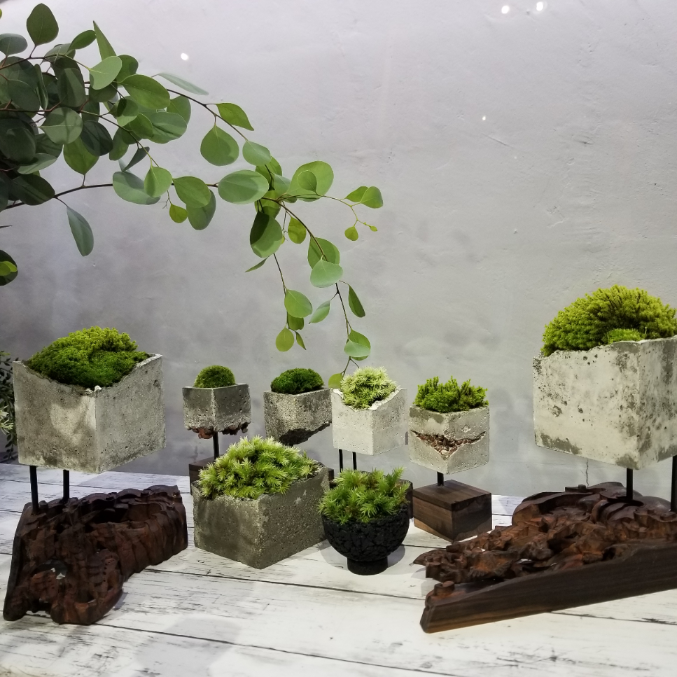 苔テラリウム コケリウム　シリーズ