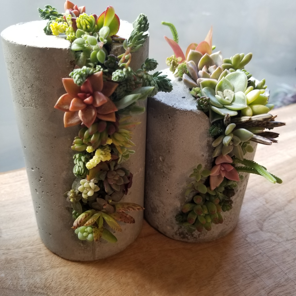 今季最終　多肉植物寄せ植え