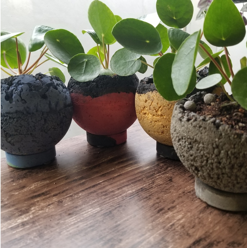再入荷　ピレア・ペペロミオオイデス　追加分