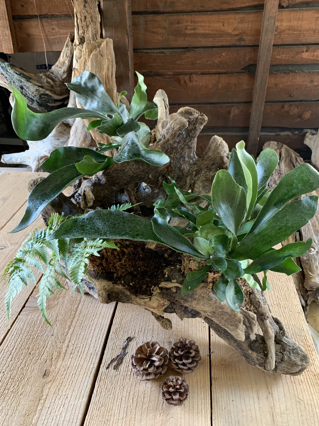 NEW！コウモリラン流木仕立て