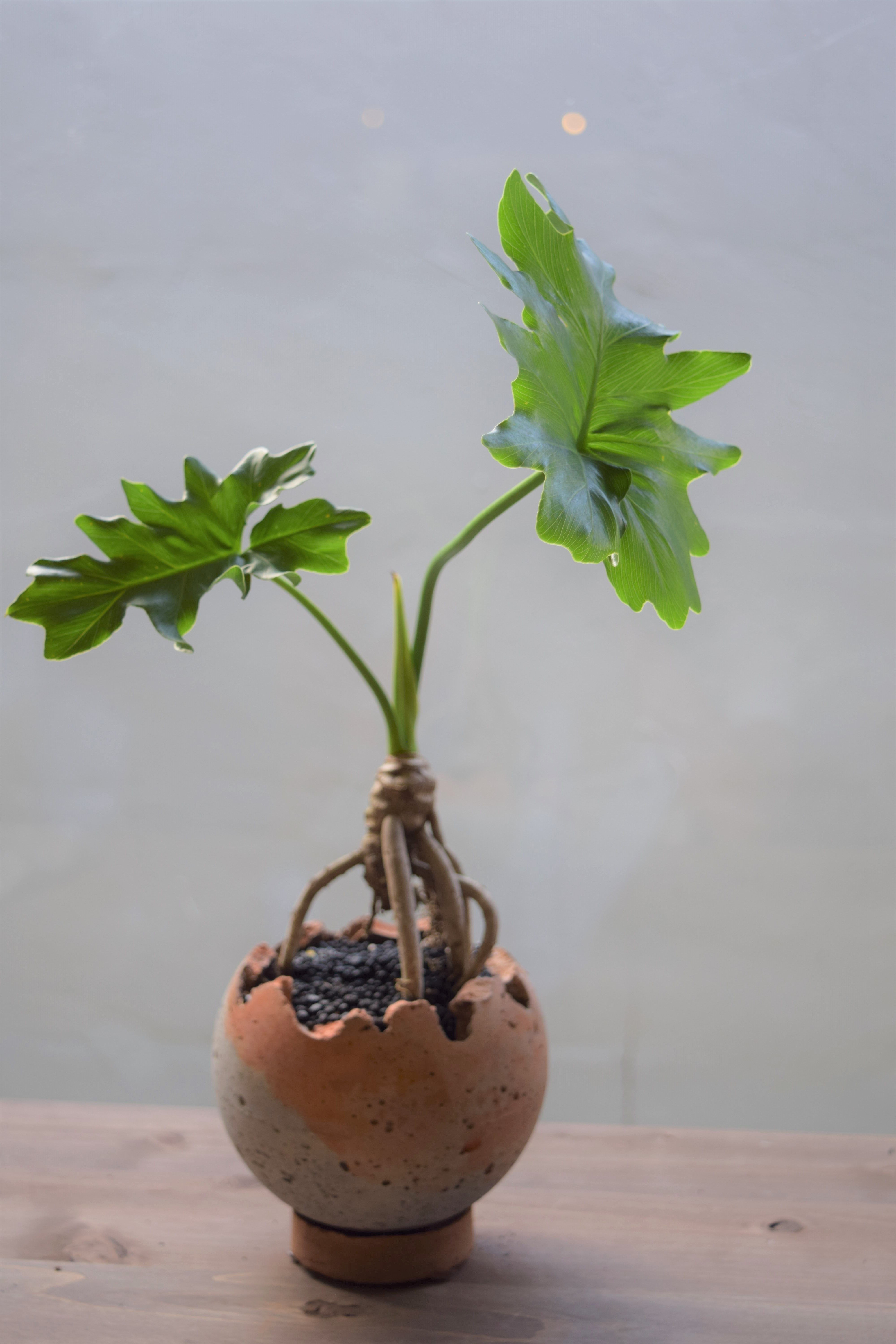 根上りセローム　観葉植物！アップしました。