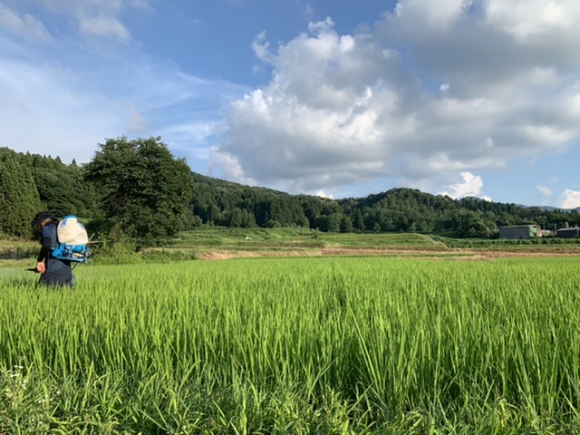 夏の日
