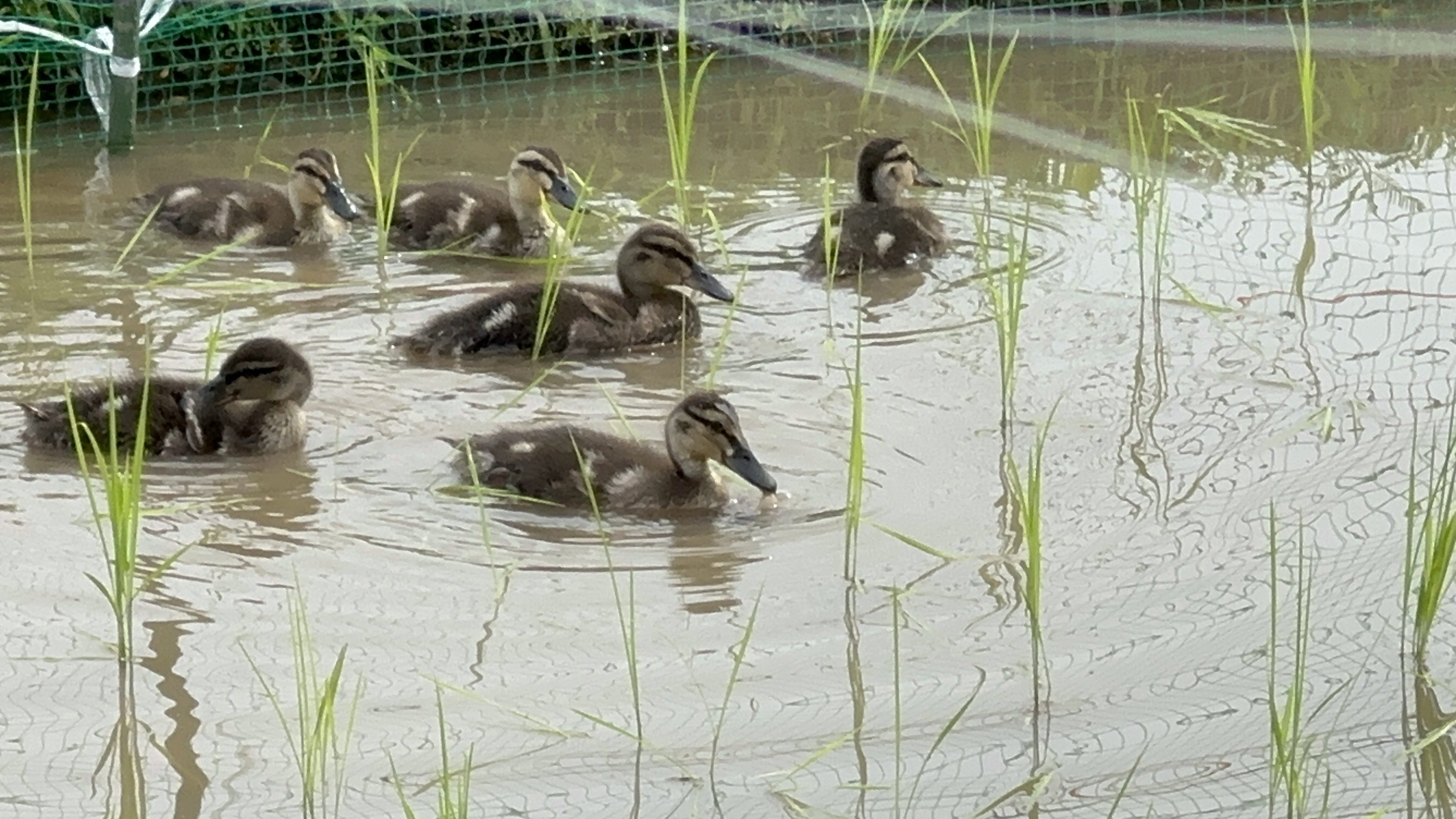 【数量限定】 新米【令和6年産】玄米３㎏ マガモ農法で育てたコシヒカリ