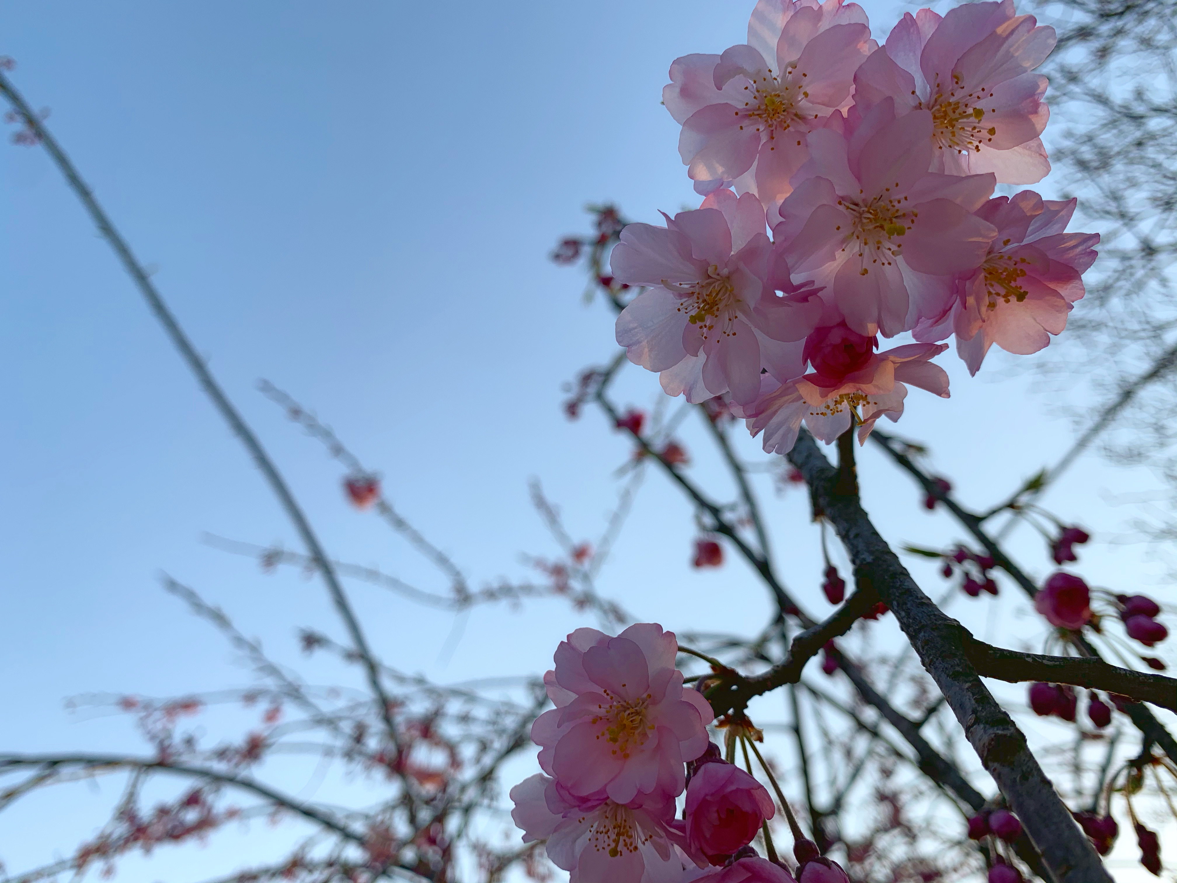 春です