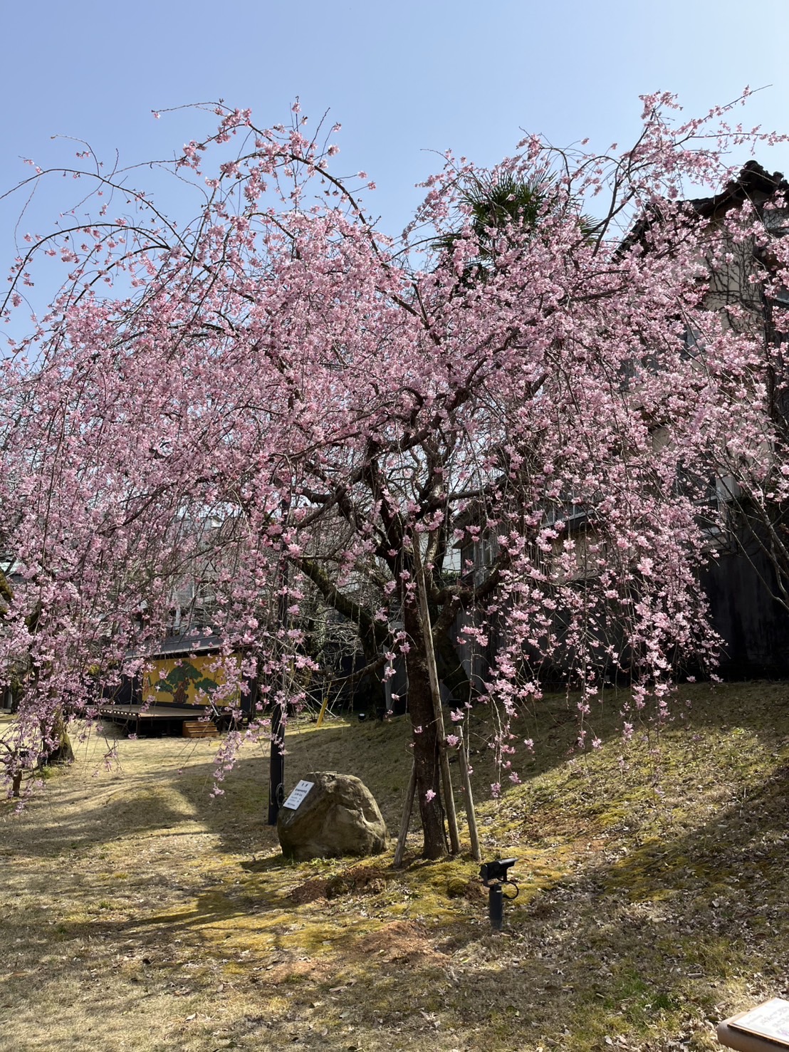 お花見の季節になりました🌸
