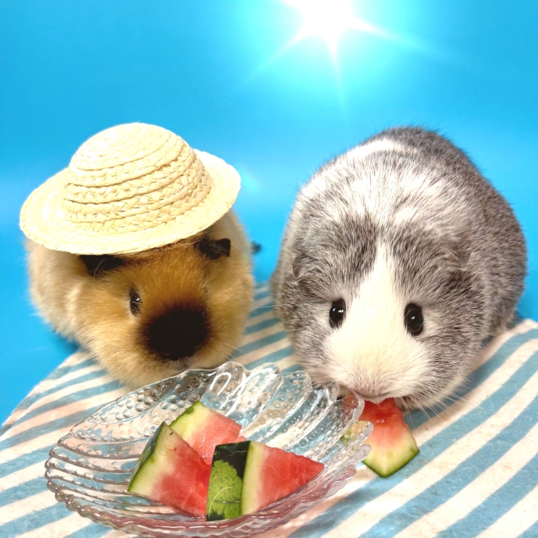 summer休業のお知らせ