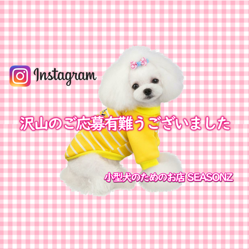 Instagram掲載 モデル犬ご応募の御礼🐶