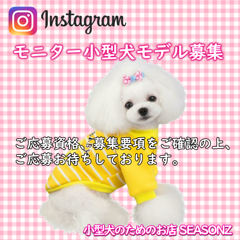 Instagram掲載 モデル犬募集のお知らせ🐶