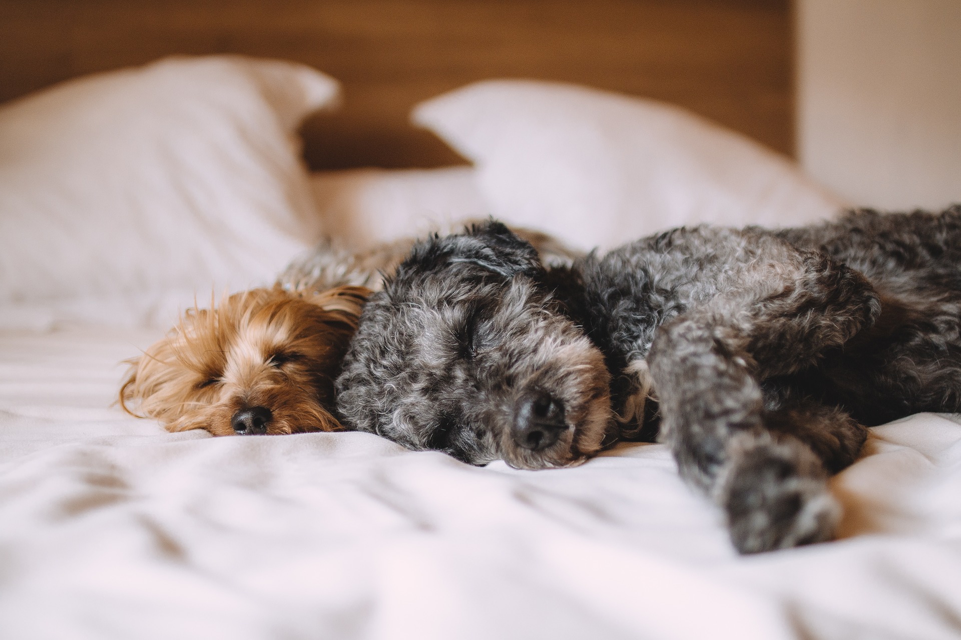 犬を飼えば長生きできるって本当？