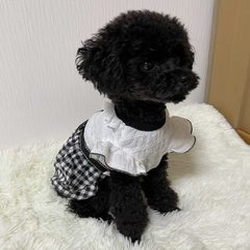 2021SS　春夏新作小型犬服 モニターモデル犬のちゃかちゃん🐶