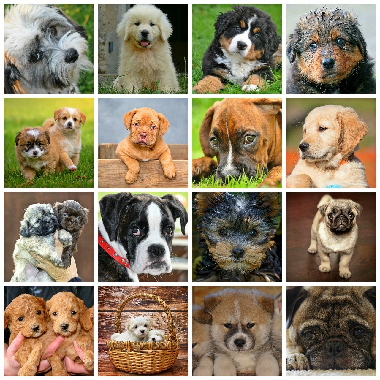 【新着ブログ】愛犬（小型犬）のための日頃の健康チェック　