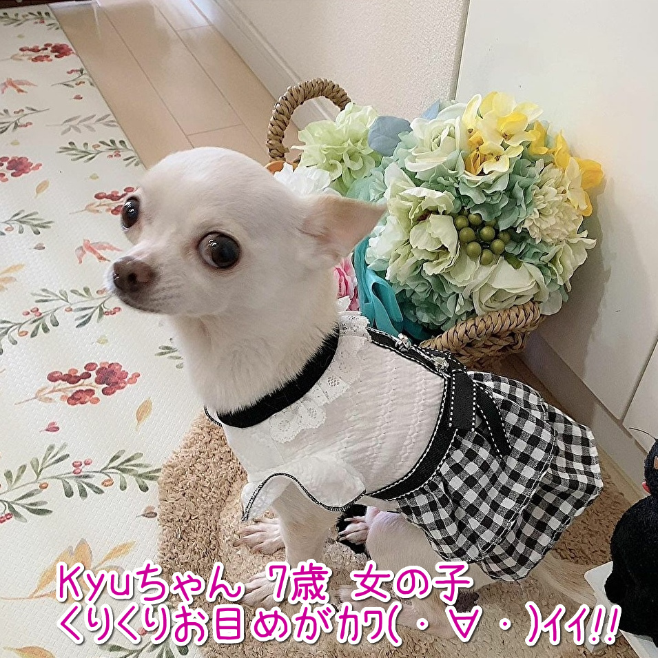 2021SS　春夏新作小型犬服 モニターモデル犬のKyuちゃん🐶