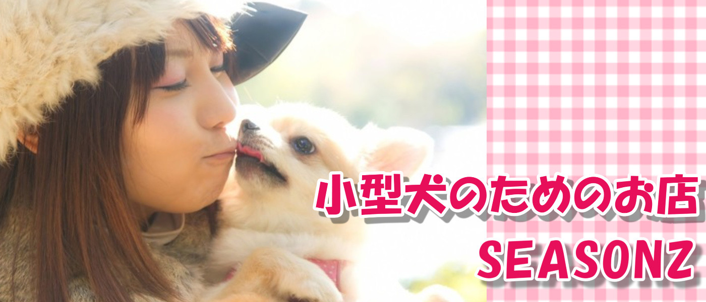 Vol 4　小型犬の運動量ってどのくらい必要？