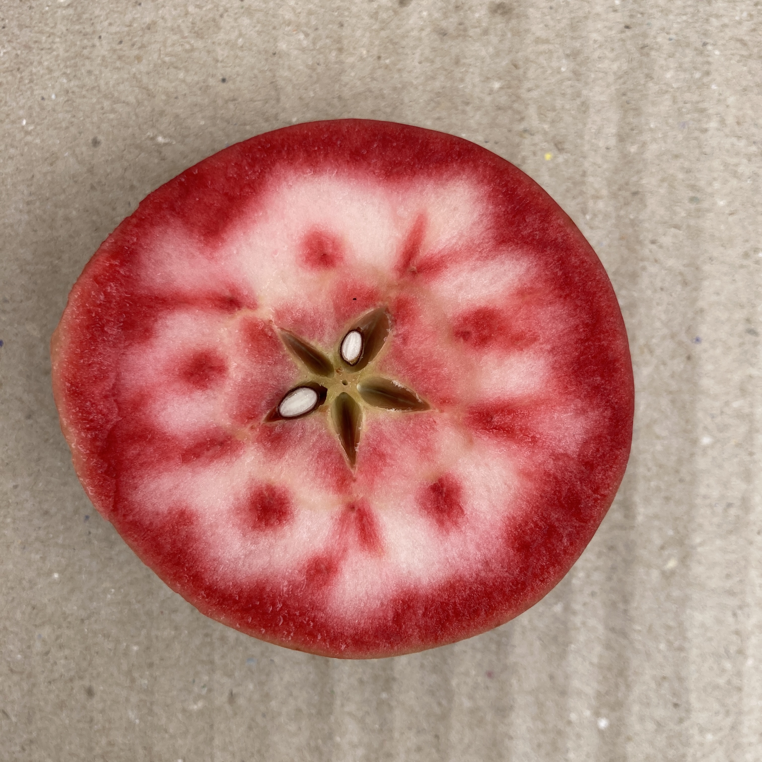 【食材紹介】果肉まで赤いりんごの元祖『御所川原』