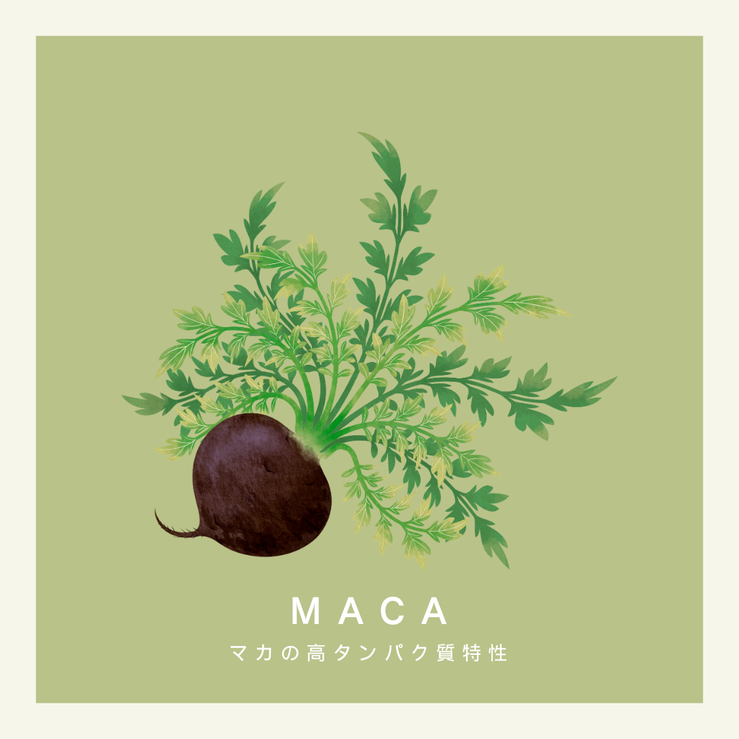 マカの高タンパク質特性