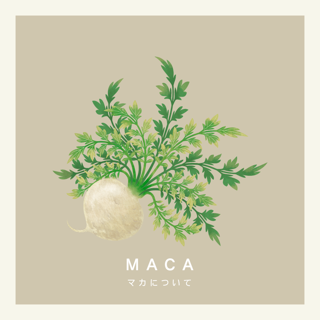 マカについて