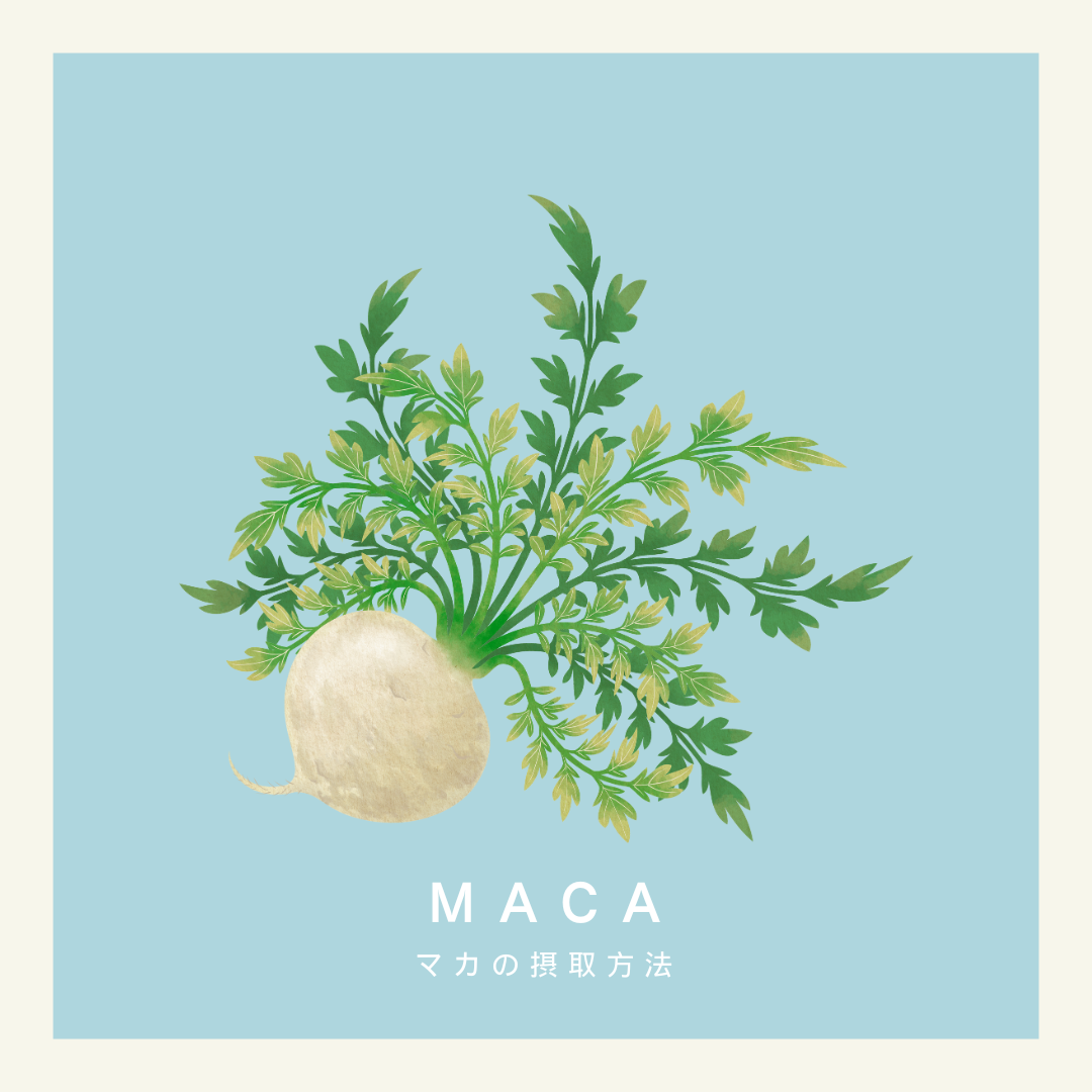 マカの摂取方法