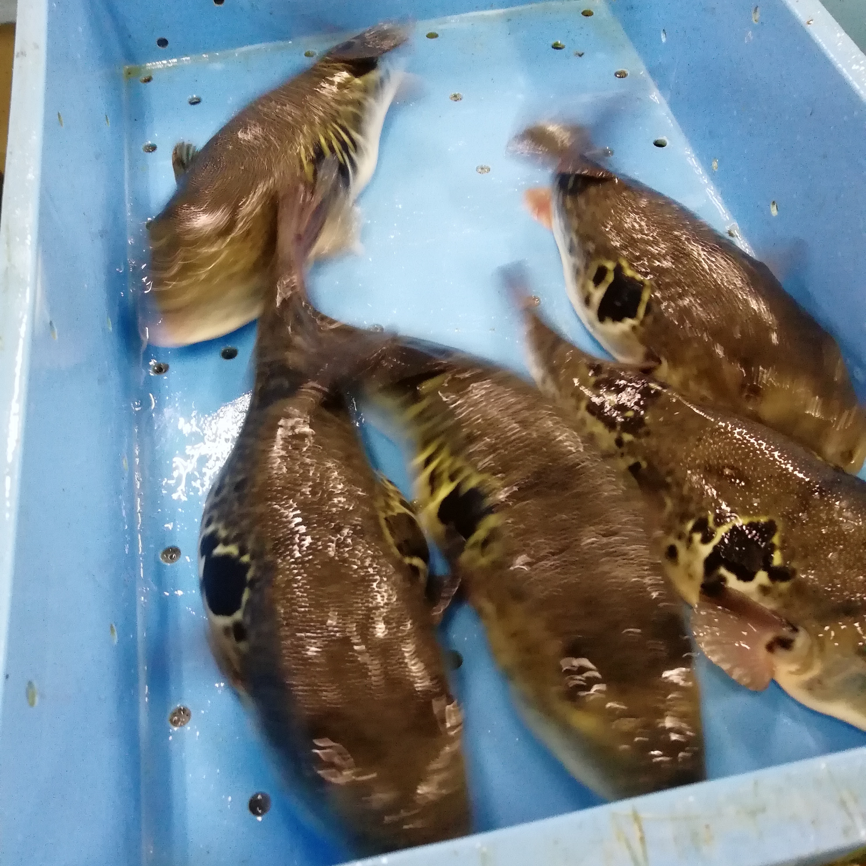 暴れる虎ふぐ。