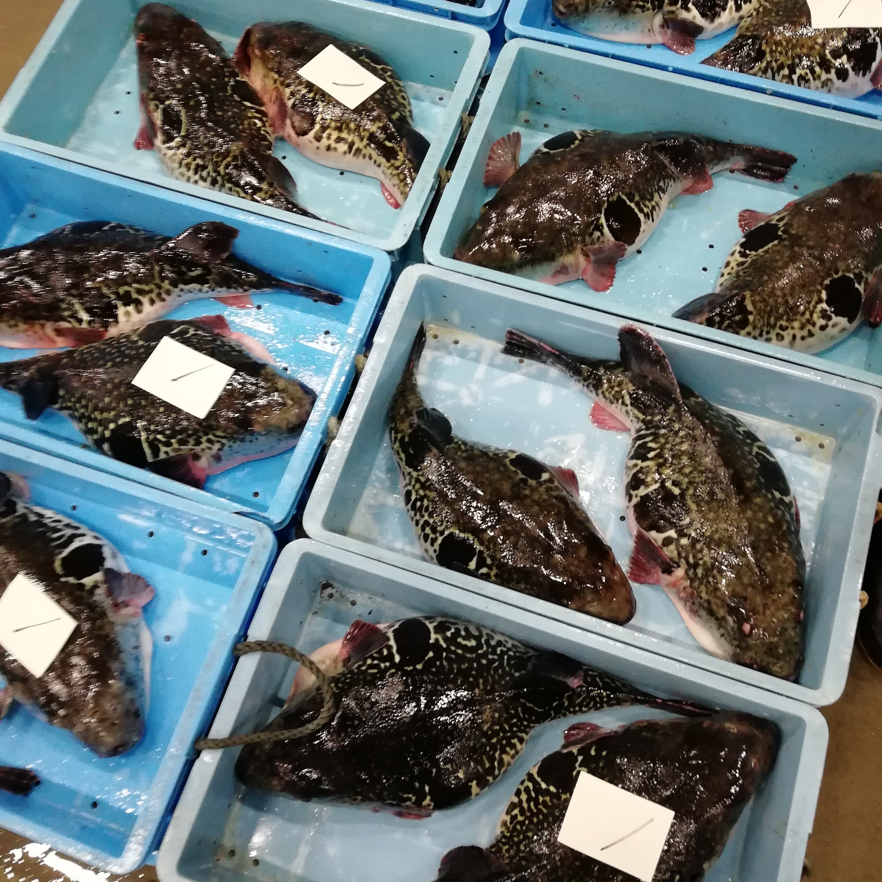 とらふぐジャンボ。