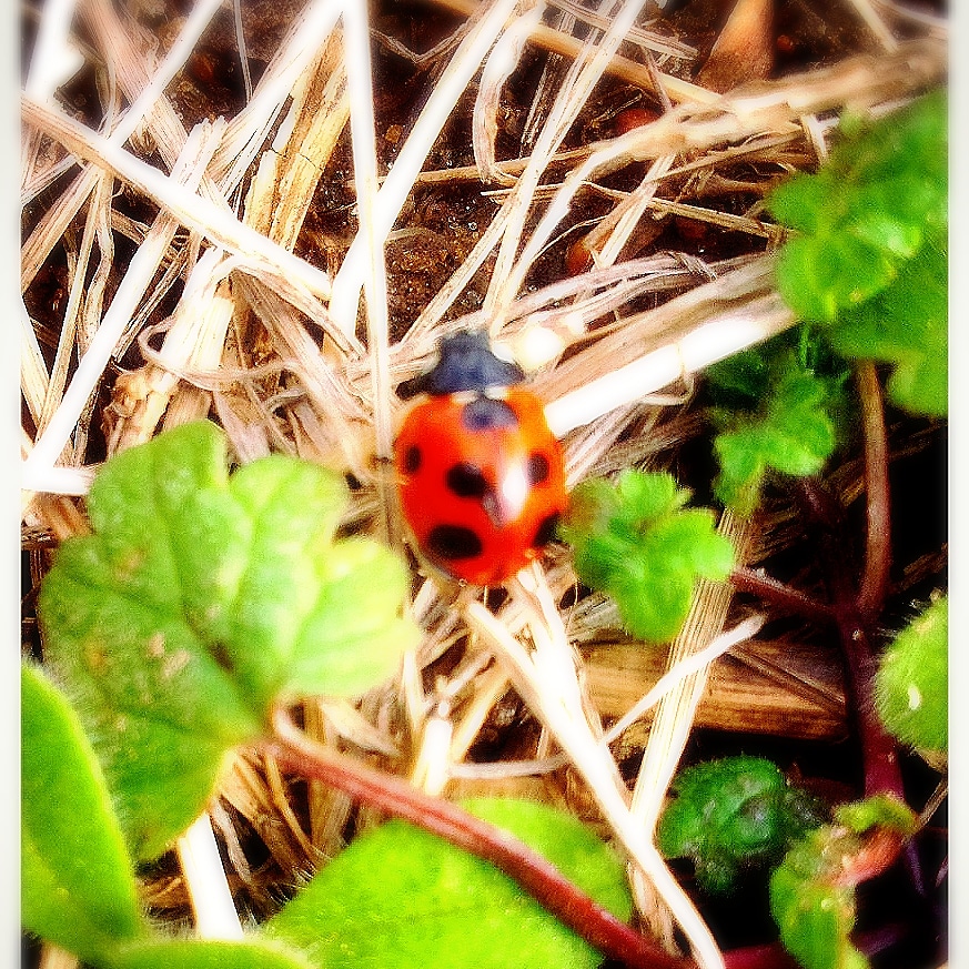 てんとう虫🐞