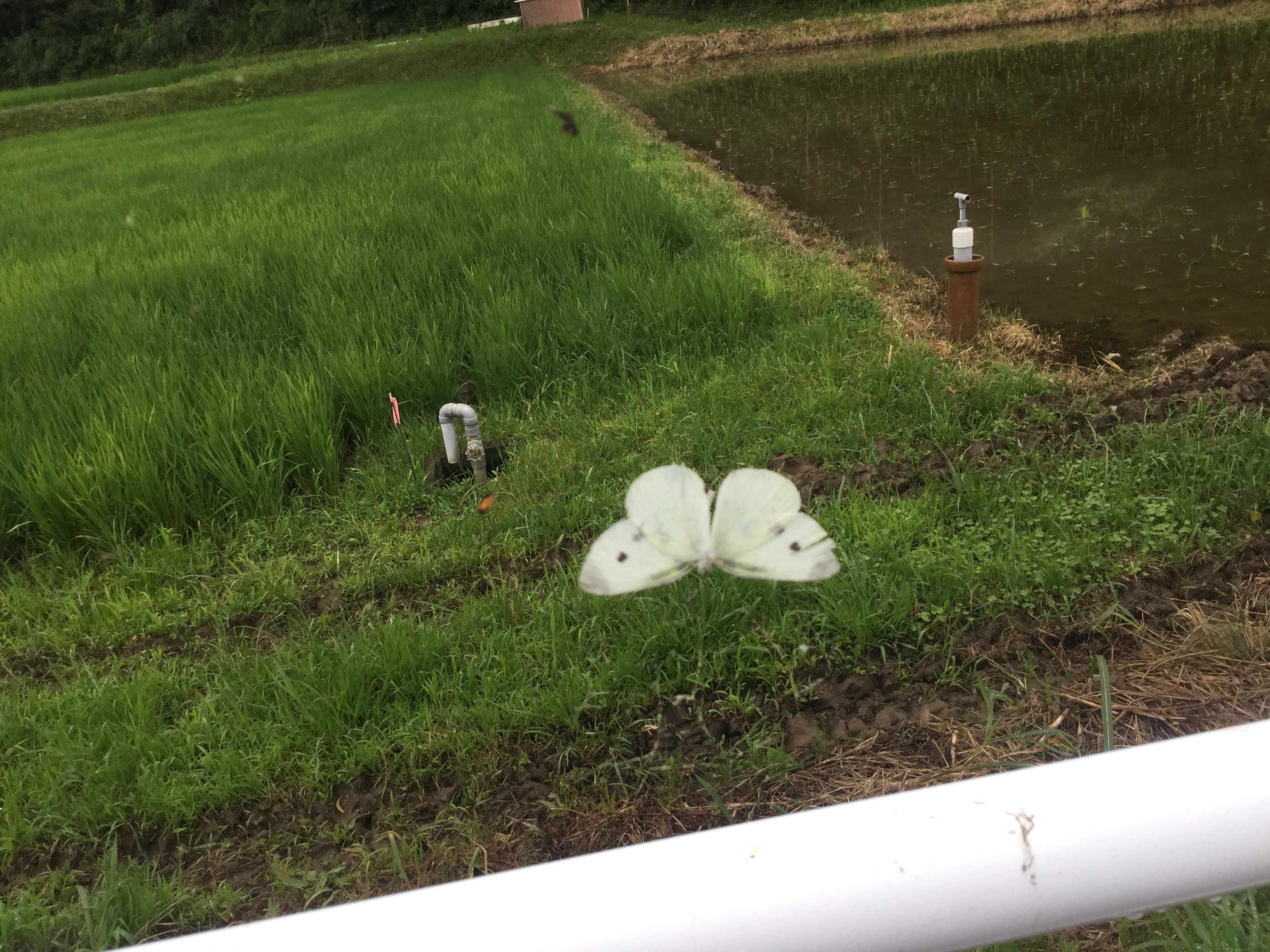 とらわれる