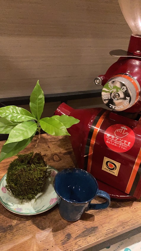 コーヒーノキ
