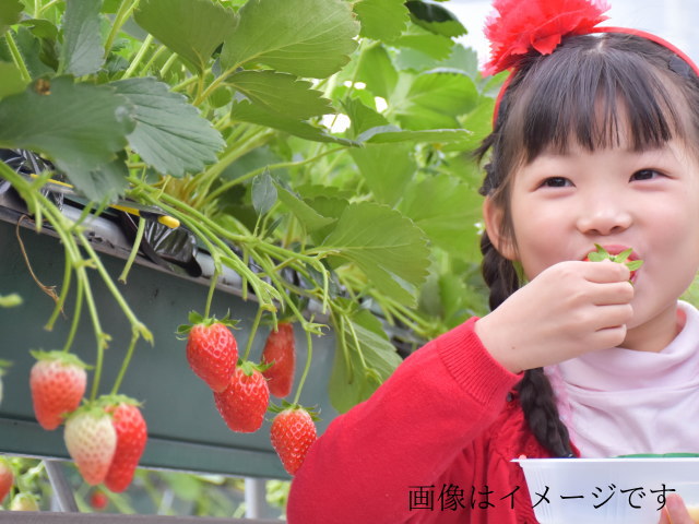 いちご狩りにおいで～！阿賀野市近郊に方はどうぞ【夢ファームくまいのイチゴ狩りについて】