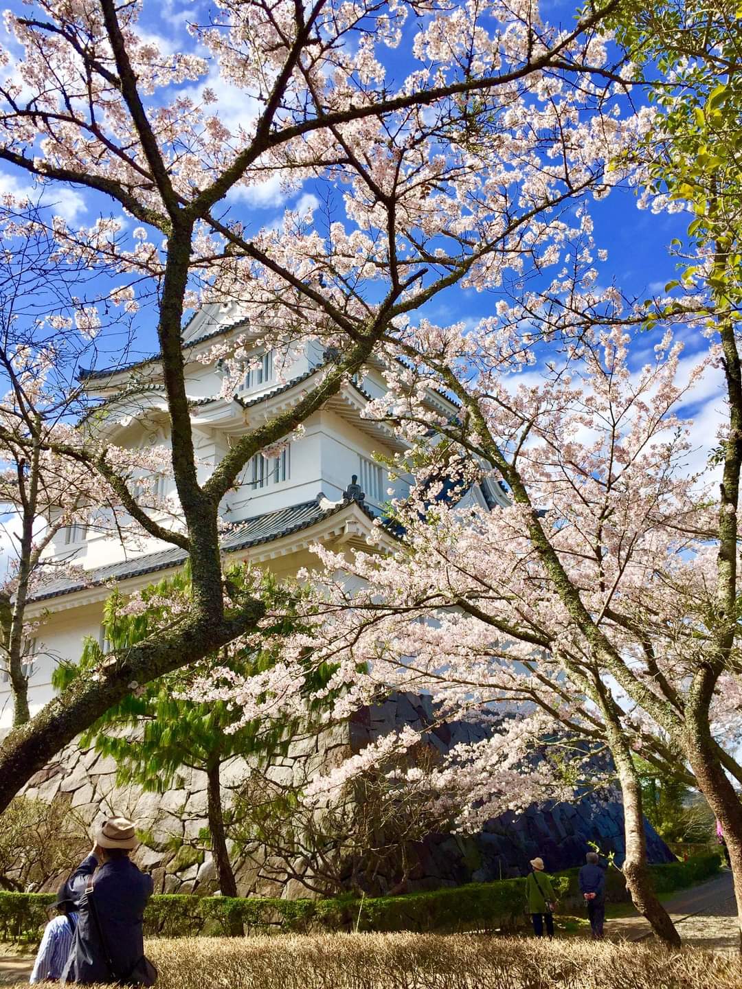 さくら