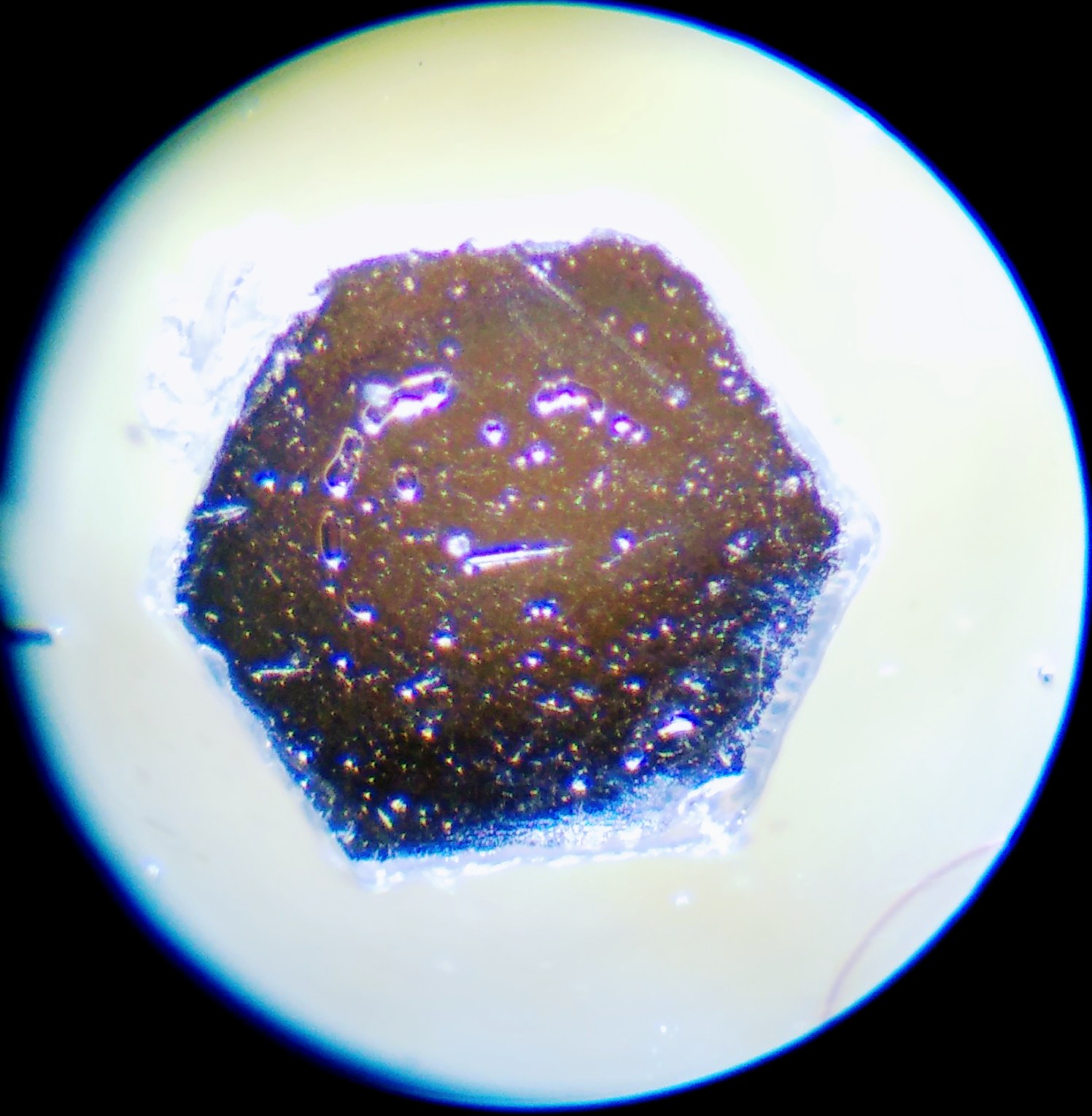 気力、、やる気、、、?