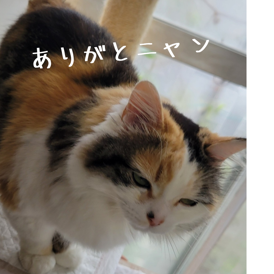 寄付のご報告と5月販売のお知らせです！