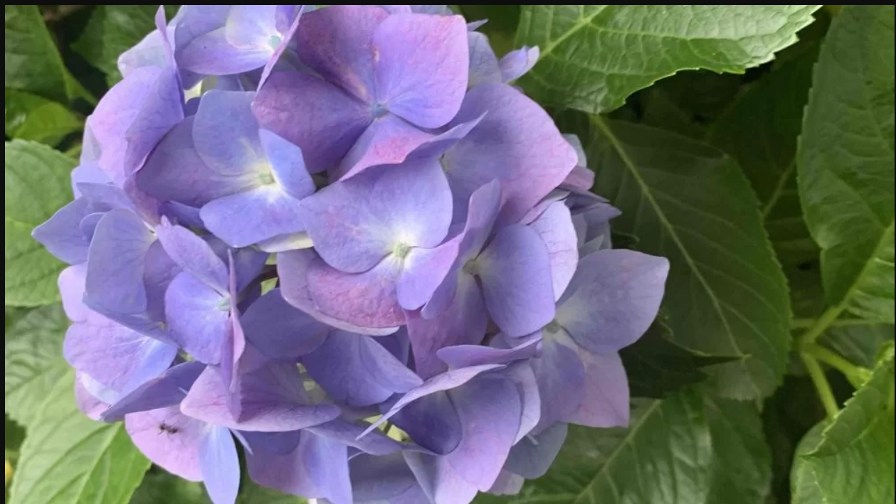 紫陽花（あじさい）の別名を知っていますか？